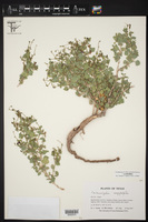 Carlowrightia serpyllifolia image