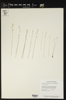 Utricularia adpressa image