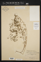 Euphorbia ocymoidea image