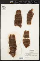Echinocereus reichenbachii var. reichenbachii image