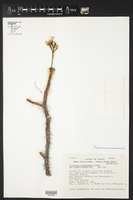 Cnidoscolus tehuacanensis image