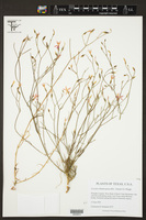Gyrandra blumbergiana image