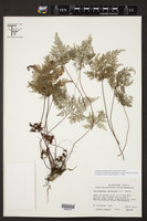 Aspidotis meifolia image