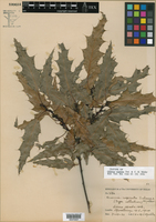 Quercus cupreata image
