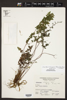 Image of Adiantopsis orbignyana