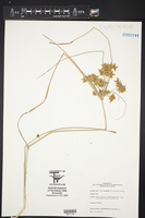 Cyperus ochraceus image
