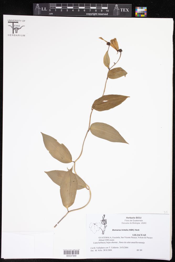 Alstroemeriaceae image