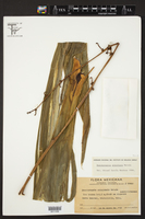 Beschorneria albiflora image