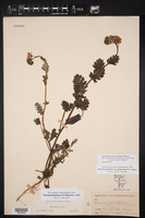 Phacelia austrotexana image