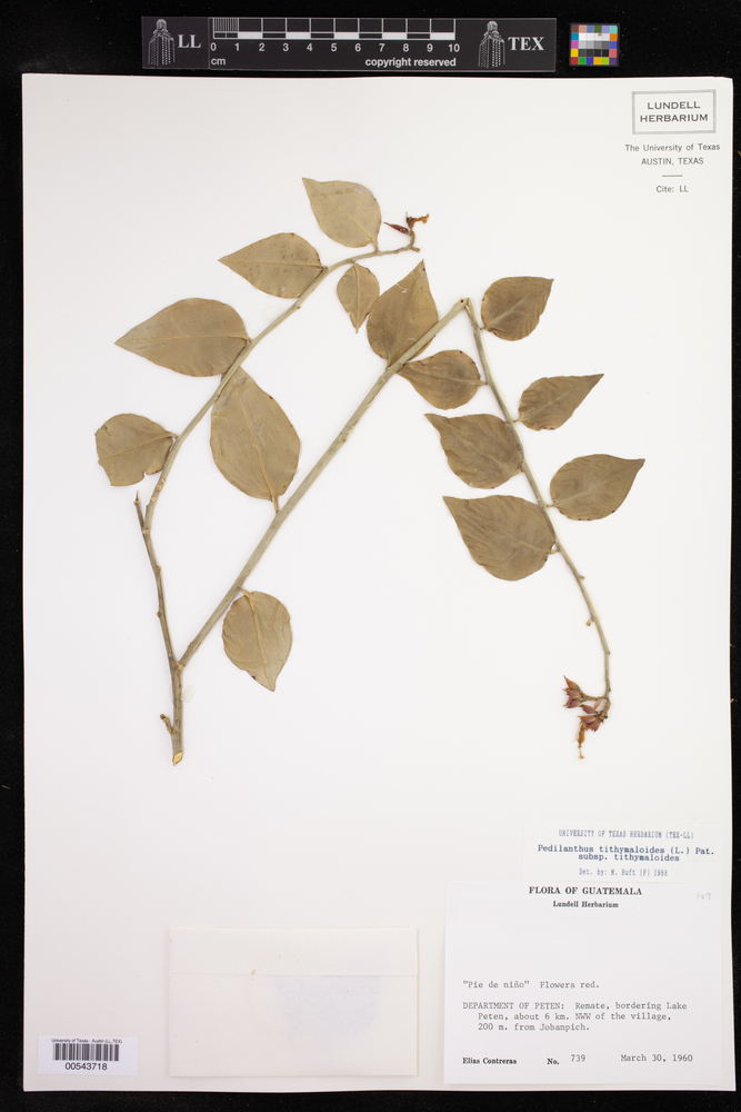 Pedilanthus tithymaloides subsp. tithymaloides image