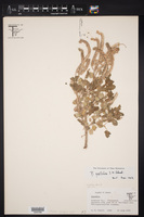 Phacelia pallida image