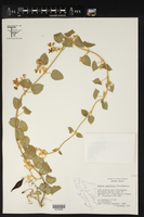 Polystemma cordifolium image