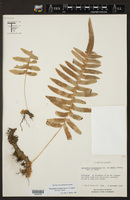 Polypodium arcanum var. bakeri image