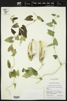 Cynanchum racemosum image