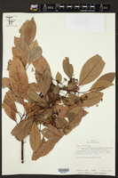 Image of Cinnamomum hartmannii