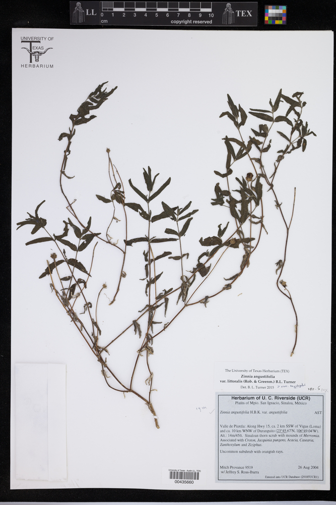 Zinnia angustifolia var. angustifolia image