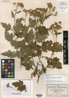 Parthenium fruticosum image