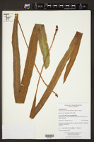 Elaphoglossum vestitum image
