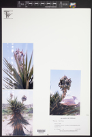 Yucca torreyi image