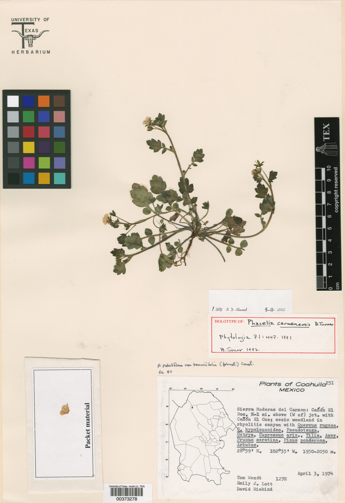Phacelia carmenensis image