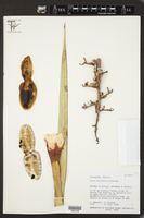 Yucca baccata var. brevifolia image