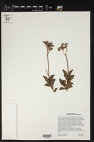 Lenophyllum weinbergii image
