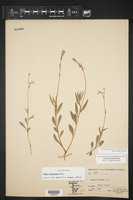 Oenothera patriciae image