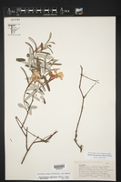 Telosiphonia hypoleuca image