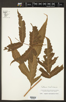 Tectaria martinicensis image