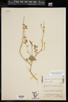 Tephrosia lindheimeri image