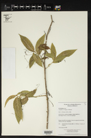 Acalypha longipes image