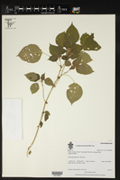 Acalypha havanensis image