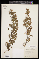 Crataegus spathulata image
