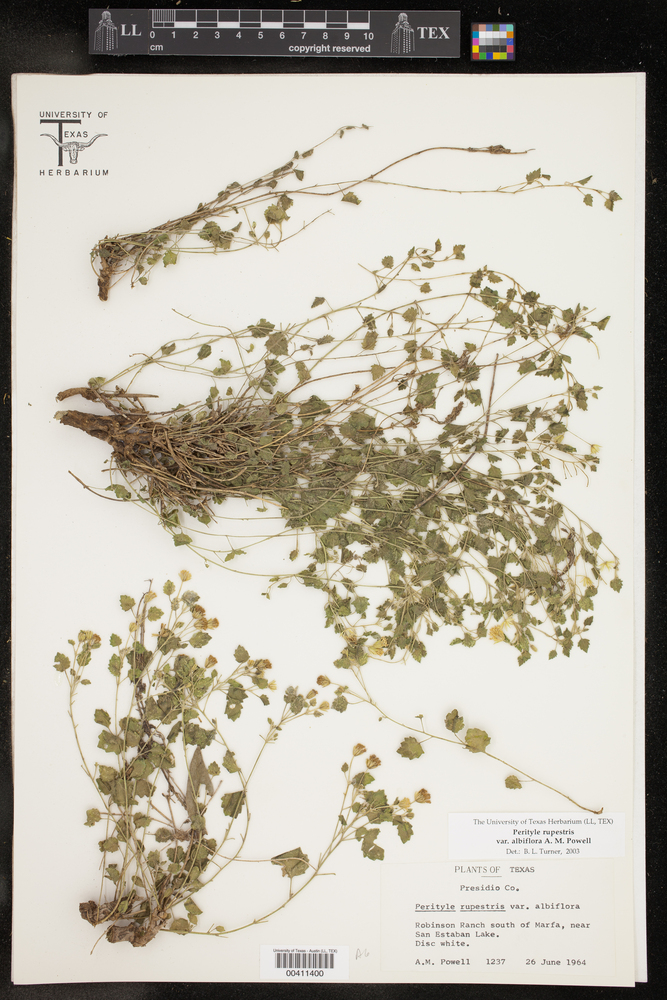 Perityle rupestris var. albiflora image