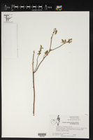 Acalypha euphrasiostachys image