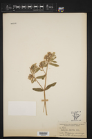Euphorbia torrida image