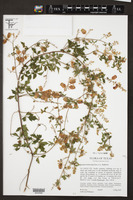 Serjania brachycarpa image