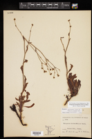 Eriogonum hemipterum image