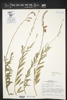 Oenothera patriciae image