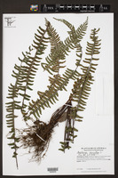 Asplenium monanthes image