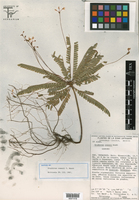 Image of Biophytum cowanii