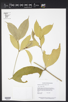 Bonafousia undulata image