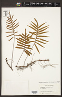 Pleopeltis alansmithii image