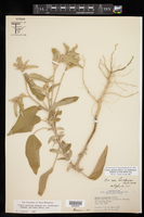 Croton capitatus var. lindheimeri image