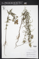 Monarda punctata subsp. intermedia image