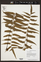Asplenium salicifolium image