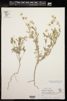 Melampodium leucanthum image