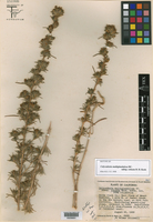 Calycadenia multiglandulosa subsp. robusta image