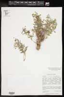 Perityle lindheimeri var. halimifolia image