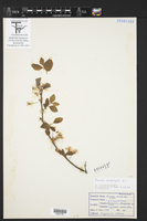 Prunus umbellata image